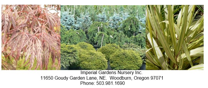 Imperial Gardens Nursery Inc:  Our Address is: 11650 Goody Garden Lane, N.E. Woodburn, Oregon 97071.  Our Phone Number is: 503.981.1690.  We ship many products when requested where and when possible by physics and local laws.